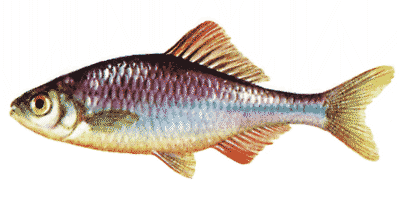 Rhodeus sericeus amarus