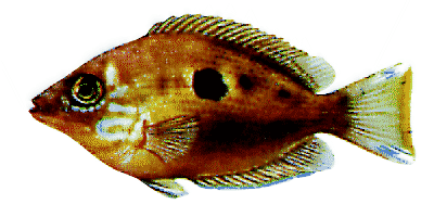 Etroplus maculatus