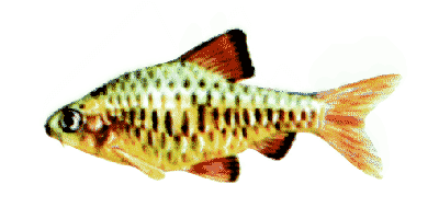 Barbus oligolepis