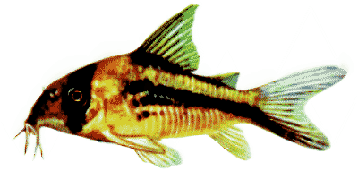 Banded Corydoras