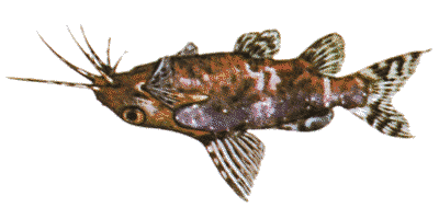 Synodontis nigriventris