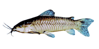 Callichthys callichthys