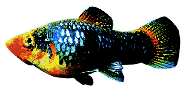 Xiphophorus maculatus