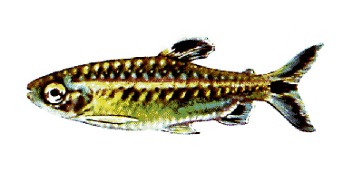 Arnoldichthys spilopterus