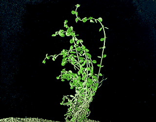 Rotala rotundifolia