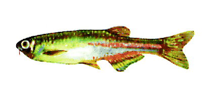 Brachydanio albolineatus