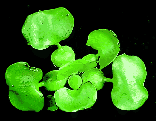 Eichhornia crassipes