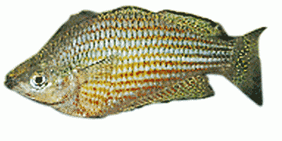 Rotstreifen-Regenbogenfisch