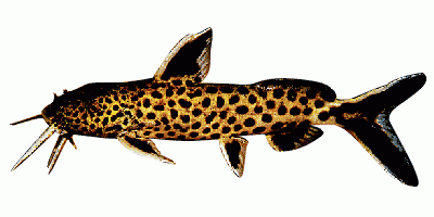 Spotted Synodontis