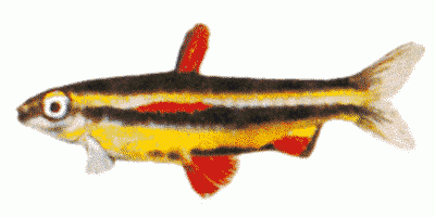 Red Fin Pencil Fish