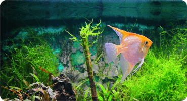 EHEIM Aquaclass 66 Anthracite LED aquarium équipé 60,7 cm 66 L. Conception  haute qualité - Aquariums par marques/Aquariums Eheim -  -  Aquariophilie