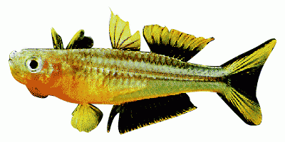 Gabelschwanz-Regenbogenfisch