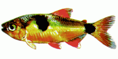 Buck toothed tetra