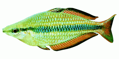 Striped Rainbowfish