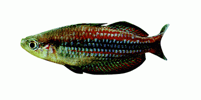 Westlicher Regenbogenfisch