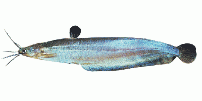 Liver catfish