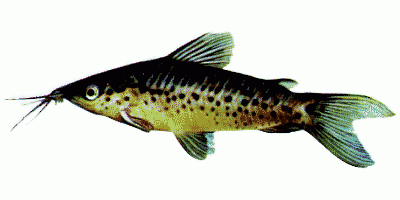Porthole catfish