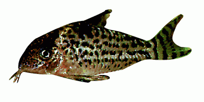 Blackspot catfish