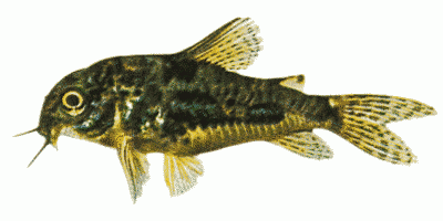 Peppered Catfish