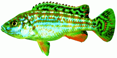 Joans melanochromis'