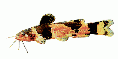 Harlequin catfish