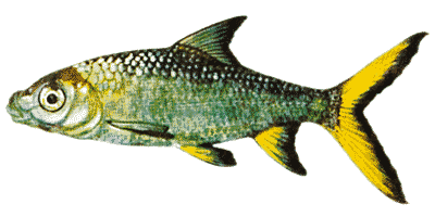 Haibarbe EHEIM die Marke in Aquaristik, Terraristik und Teich
