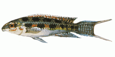 Lyre-Tailed Checker Board Cichlid