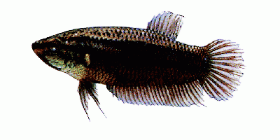 Kampffisch, weiblich
