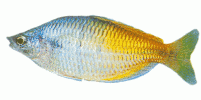 Bosemanis Rainbow Fish