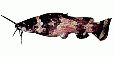 Dwarf marbled catfish