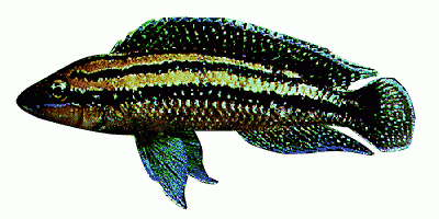 Dickfelds Julidochromis'