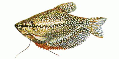 Mosaikfadenfisch