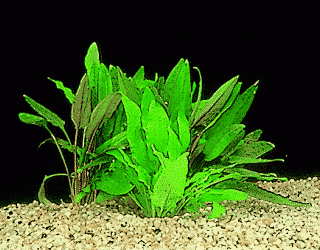 Green leaved waterchalice