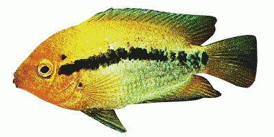 Rainbow cichlid