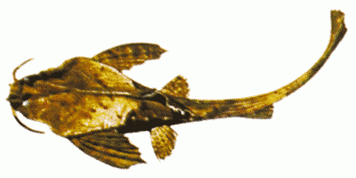 Banjo Catfish