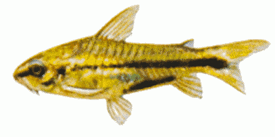 Pygmy Catfish