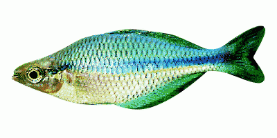 Lusturous Rainbowfish
