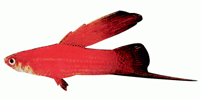 Red Swordtail