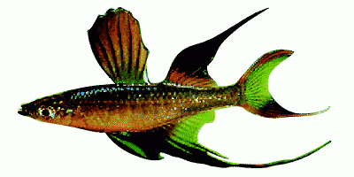 Filigran-Regenbogenfisch