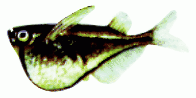 Black Winged Hatchfish