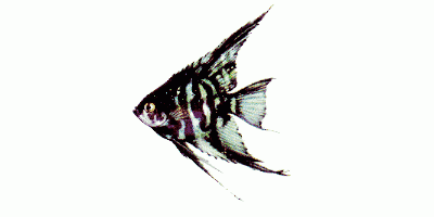 Scalare angelfish