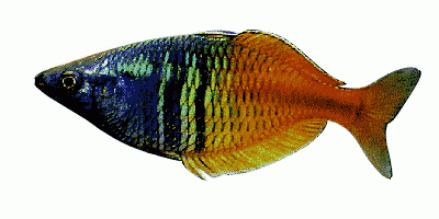 Blau-gelber Regenbogenfisch
