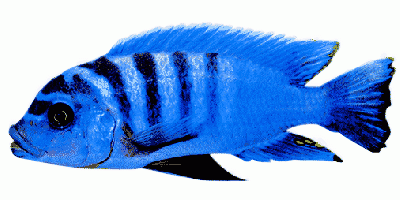 Blauer Malawibuntbarsch