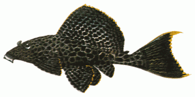 Sailfin catfish