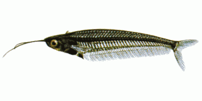 Kryptopterus bicirrhis