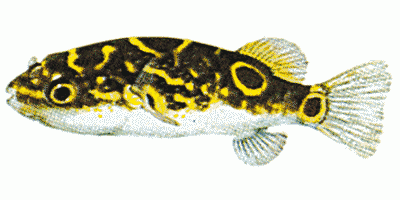 Figure Eight Puffer Fish