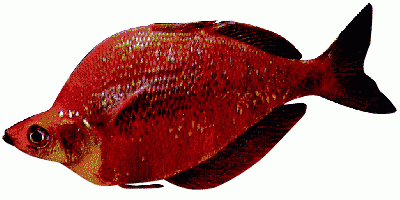 New Guinea Rainbowfish