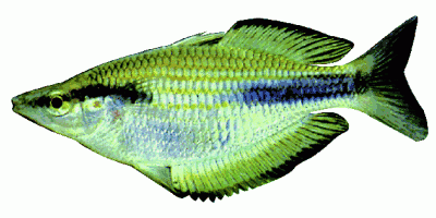 Goldie Regenbogenfisch