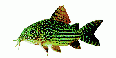 Sterbai catfish
