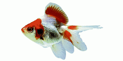 Red and White Fantail Goldfish